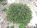 Tom Thumb Creeping Cotoneaster / Cotoneaster horizontalis 